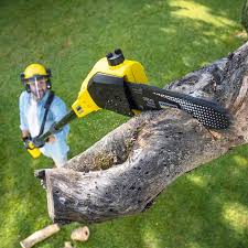 Trusted Wakefield, MI  Tree Services Experts